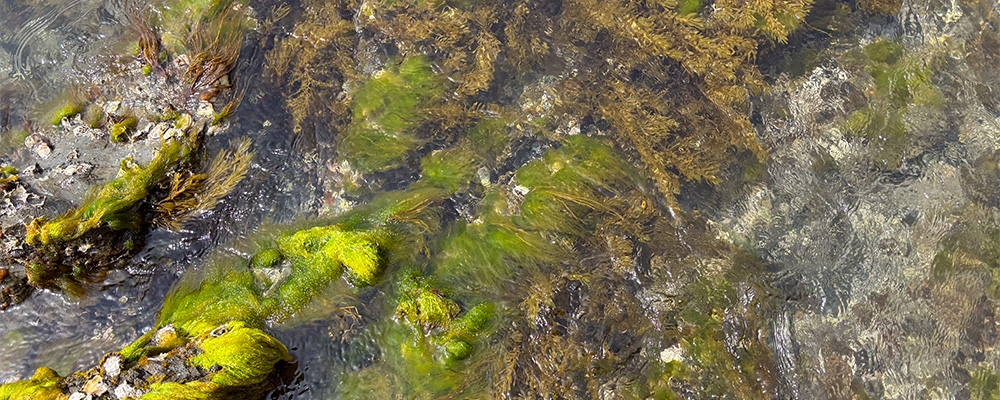 ブルーカーボンKV